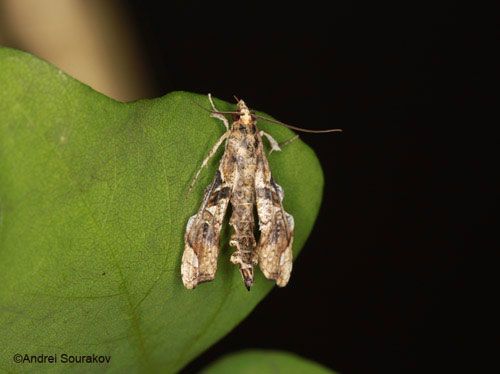 Figure 3. An adult Erythrina stem-borer, Terastia meticulosalis Guenée. Photographed in Gainesville, Florida.