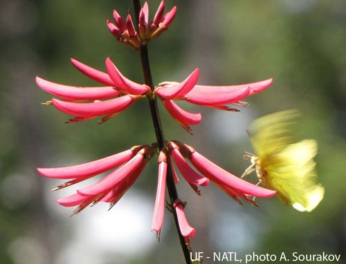 Figure 29. Coral bean, Erythrina herbacea, a host plant of Terastia meticulosalis Guenée and Agathodes designalis Guenée. Photographed during May at Gainesville, Florida.