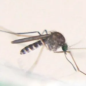 Ask IFAS: Topic - Mosquitoes