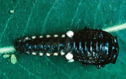 Figure 8. Pupa of the cottonwood leaf beetle, Chrysomela scripta Fabricius, on leaf.