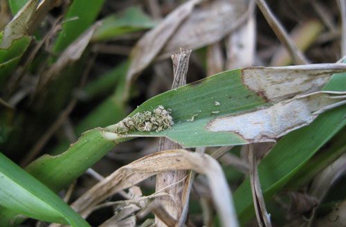 Figure 7. Window feeding on right caused by younger larval instars of tropical sod webworm.