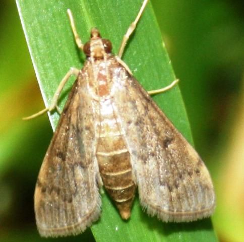 Figure 2. Adult tropical sod webworm.