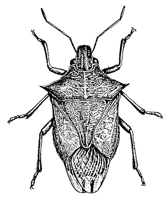 Figure 8. Chinche olorosa depredadora, adulto.