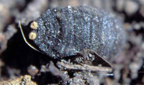 Figure 9. Puparium of the tree squirrel bot fly, Cuterebra emasculator Fitch, produced by a larva from an eastern gray squirrel. Note the two, light-colored, button-like anterior spiracles (at left) everted during pupariation.