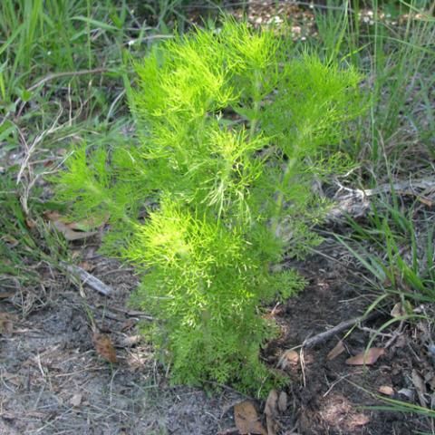 Figure 15. Dog fennel (Eupatorium capillifolium).