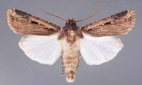 Figure 1. Adult of the granulate cutworm, Feltia subterranea (Fabricius).