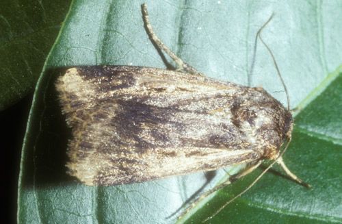 Figure 4. Adult of the granulate cutworm, Feltia subterranea (Fabricius).