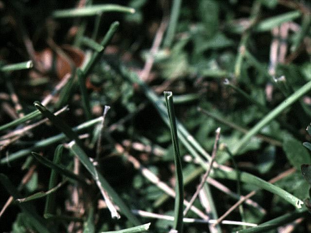 Figure 1. Leaf blades folded in half lengthwise.