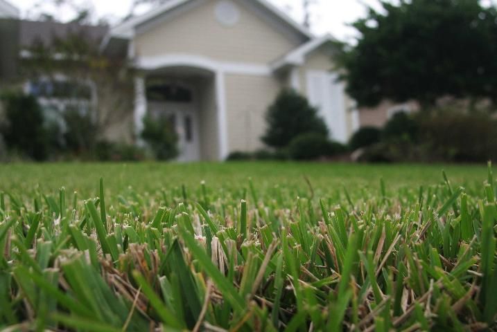 low angle view of turfgrass lawn with house in the background