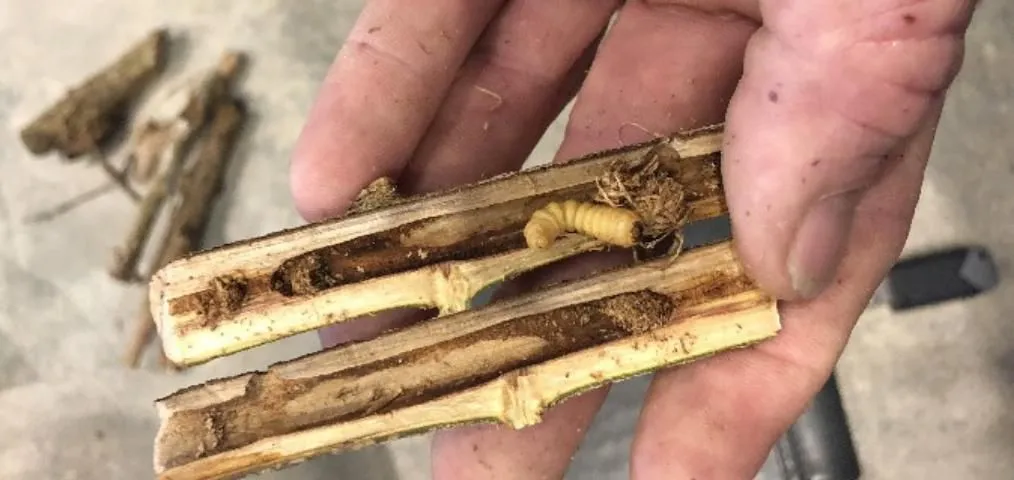 A hand holds a short segment of a pomegranate branch split lengthwise to show an insect larva and hollowed out center of the damaged branch.