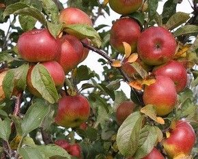 Figure 4. 'Tropic Sweet' apple.