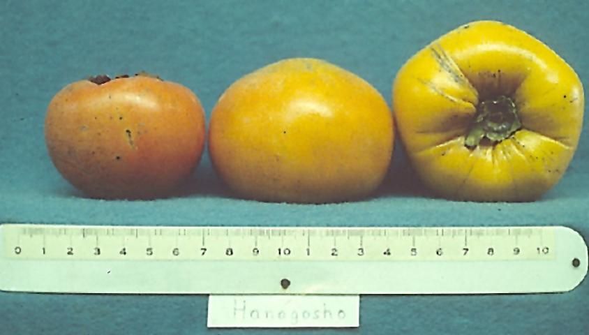 Figure 13. Cultivar 'Hanagosho'.