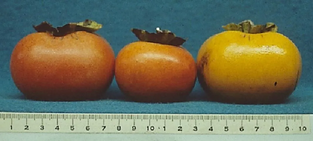 Figure 25. Cultivar 'Hiratanenashi'.