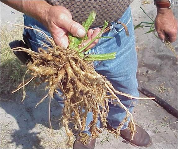 Figure 7. Field diagnosis for the presence and severity of root-knot nematodes via visual examination of uprooted plant root systems for root galls.