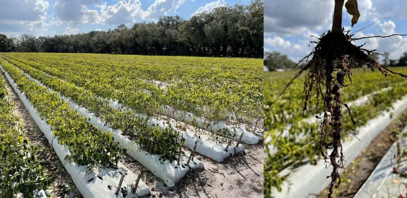 Root-knot nematode damage to pepper due to severe and mixed infestation of M. enterolobii and M. incognita: chlorotic and wilted plants (left), galled and swollen roots (right).