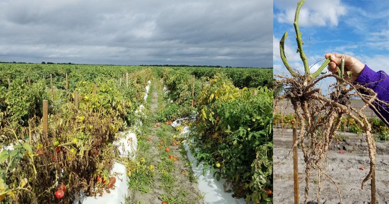 Root-knot nematode (M. incognita)—Fusarium wilt complex damage to tomato: wilted, dying plants (left), heavily galled roots (right).