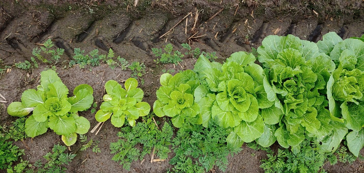 Enanismo y clorosis leve (coloración amarillenta) de las plantas de col al final de la temporada de crecimiento debido a la infestación por nematodos agalladores. Las plantas de la izquierda están más dañadas que las de la derecha debido a la variación de las poblaciones de nematodos y los factores ambientales.