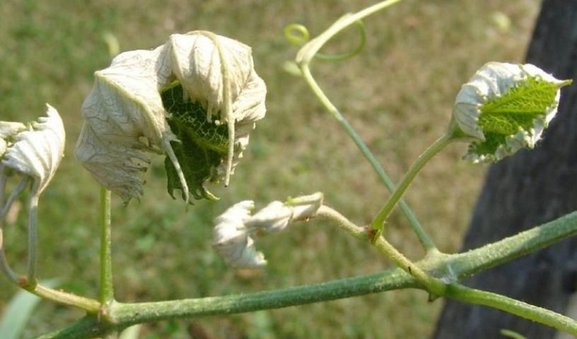 Sensitive plant showing injury from herbicide drift.