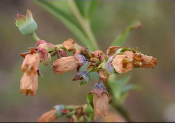 Photograph of a close-up view of wilted, brownish-orange flowers with some green buds on a plant stem. The background is blurred, highlighting the dried petals and subtle purple hues near the flower bases.