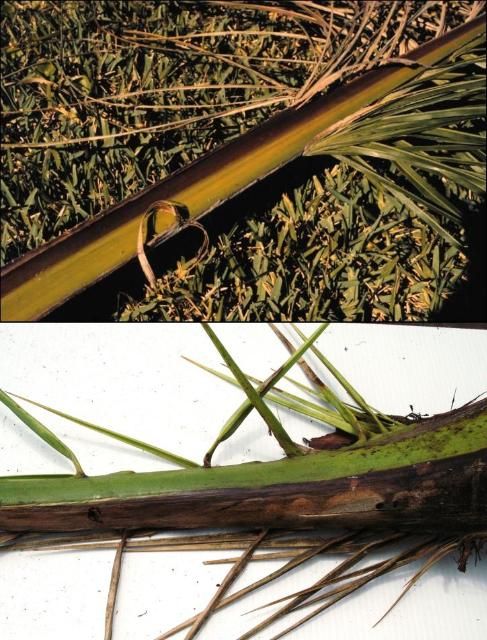 Figure 3. The reddish-brown stripe on the leaf petiole is on same side that exhibited one-sided death of leaflets from Fusarium wilt.