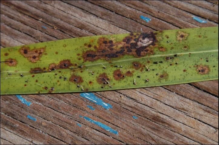Figure 4. Mixed infection of Graphiola phoenicis and Stigmina palmivora (large brown spots). Note that some Stigmina leaf spots have a sorus of Graphiola phoenicis within the leaf spot.