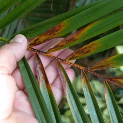 Ask IFAS: Topic - Palm Diseases