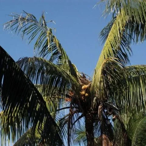 Ask IFAS: Topic - Palm Diseases