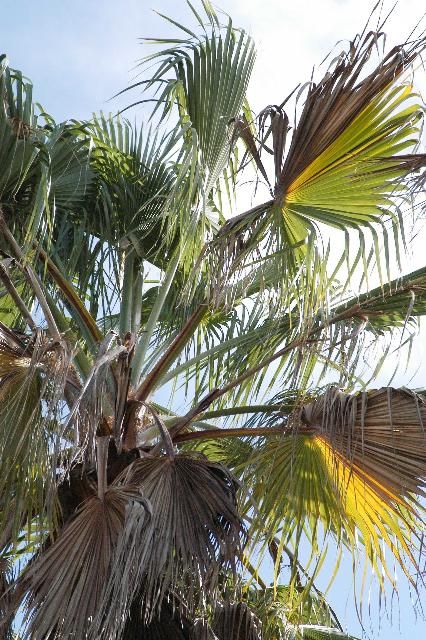 Figure 2. Close-up within Washingtonia robusta canopy illustrating dead leaves and half-dead leaves with reddish-brown streak along petioles