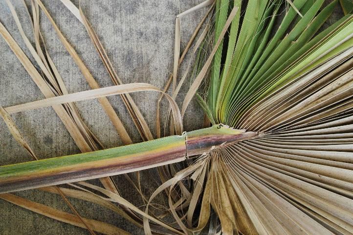 Figure 3. Reddish-brown lesion on petiole disrupts vascular tissue which kills leaflets within the leaf blade.