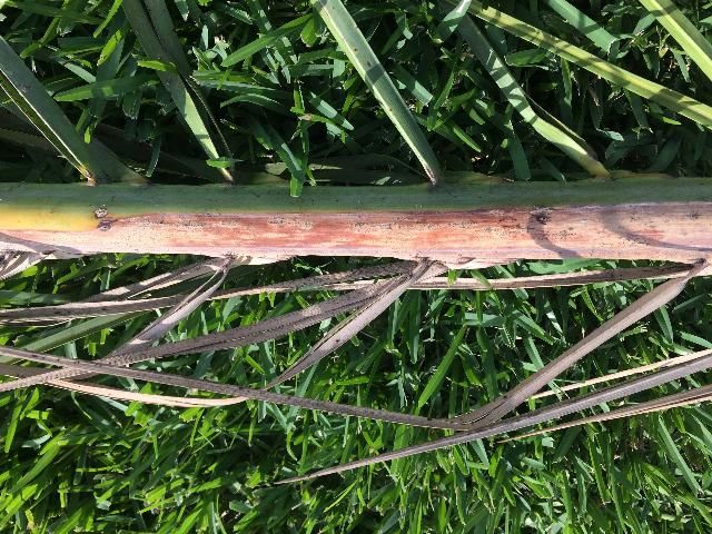 Figure 5. Sporulating structures of fungus causing petiole/rachis blight on Phoenix sp.