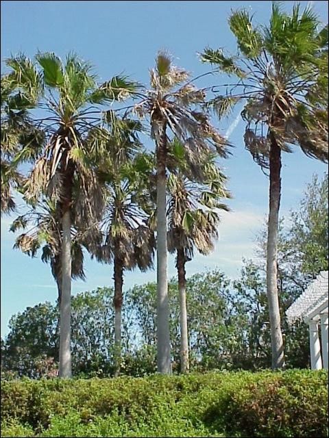 Figure 1. Overview of Washingtonia robusta group: The center palm is severely affected by petiole blight caused by Cocoicola.