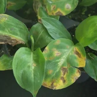 PP286/PP286: Dieffenbachia Diseases: Identification and Control in  Commercial Greenhouse Operations