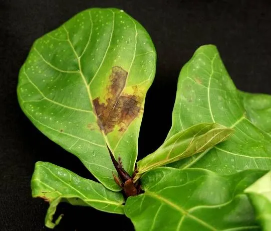 Figure 4 Figure 4. Pseudomonas leaf spot on Ficus lyrata.