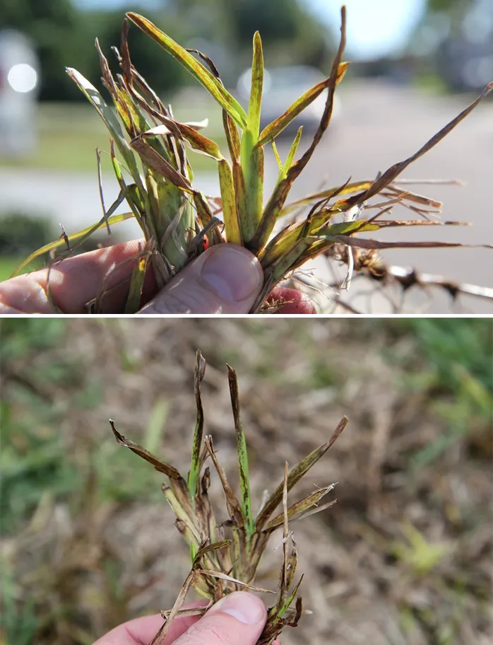 Severe mosaic and necrosis symptoms on St. Augustinegrass infected with Sugarcane Mosaic Virus.