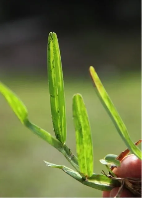 Mosaic symptoms on leaf blades of St. Augustinegrass infected with Sugarcane Mosaic Virus.