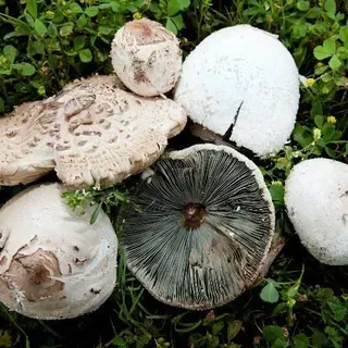 PP324/PP324: The Green-Spore Poison Parasol Mushroom