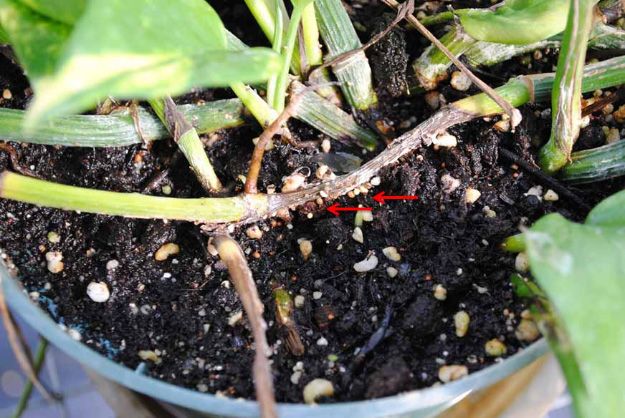 Figure 8. Southern blight of photos. Note the stem rot and white to orange scolerotia on stem.