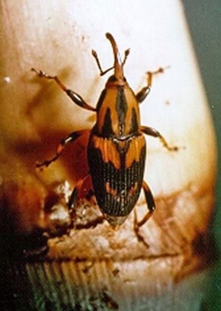 Figure 21. West Indian cane weevil adult.