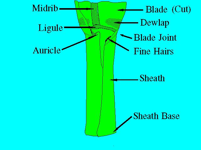 Figure 3. Parts of the leaf (peeled from the stalk).