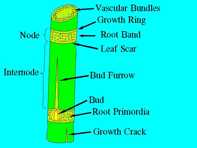 Figure 2. Parts of the stalk (stripped of leaves).