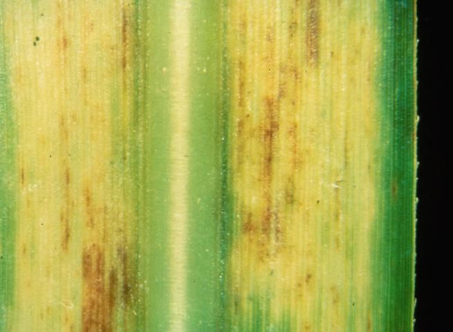 Figure 42. Red lesions are often noticed. The lesions may be associated with a fungus that prefers to grow in Zn-deficient tissues.