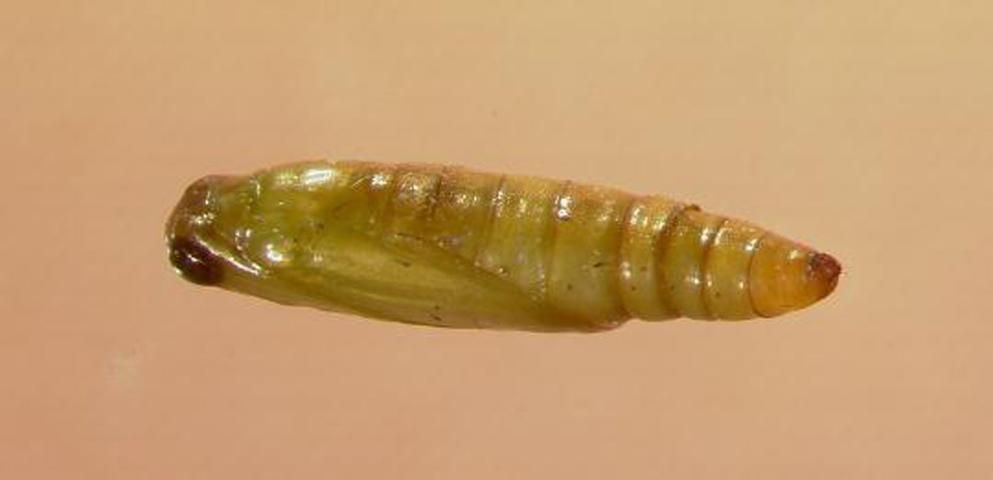 Figure 5. Pupa of the lesser cornstalk borer.
