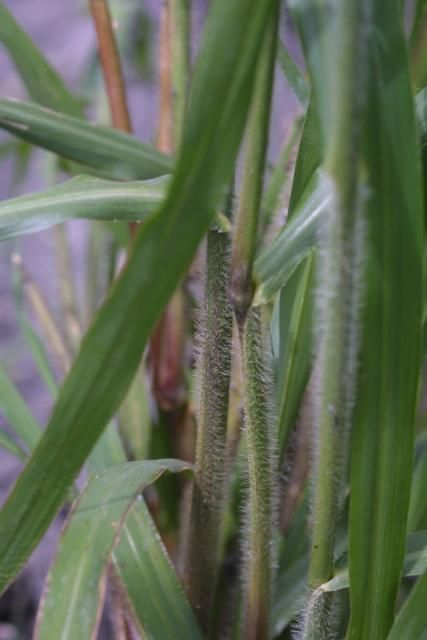 Figure 3. Coast cockspur leaf sheaths covered by dense stiff hairs.