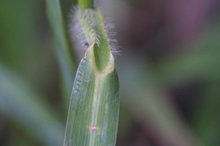 Figure 2. Coast cockspur leaf with no ligule.