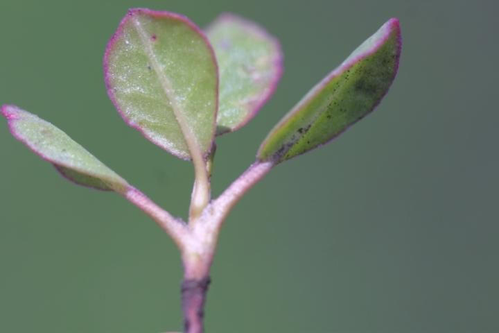 Figure 1. Seedling of horse purslane.