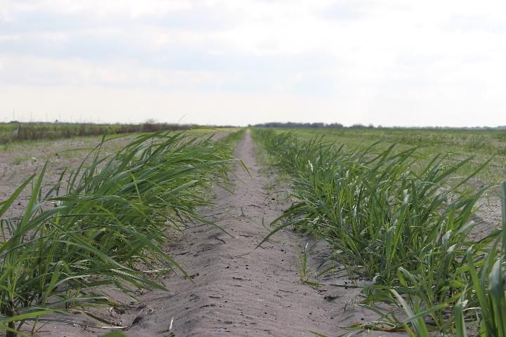 Figure 7. CP 06-2042 at early growth stage in sand soil.