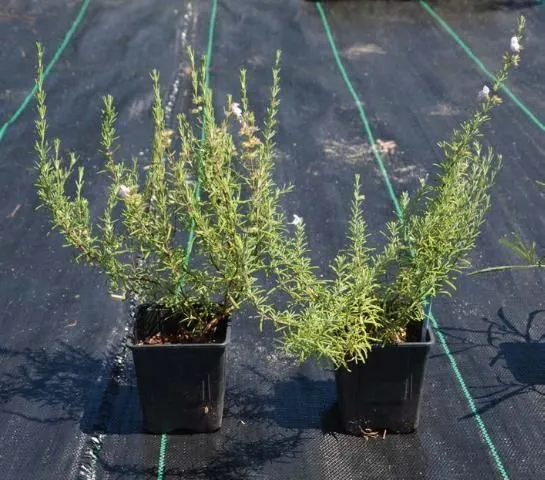 False rosemary plants growing in 4-inch pots.
