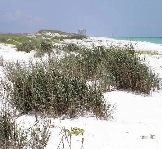 Foredune area with patches of bitter panicgrass and the Gulf of Mexico in view.