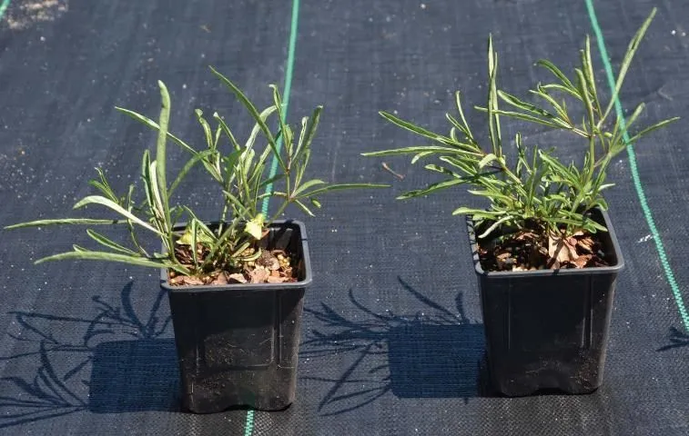 Two coastal groundcherries in 4-inch pots on a production pad.