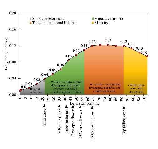 Figure 12. Potato crop water use (inches/day).